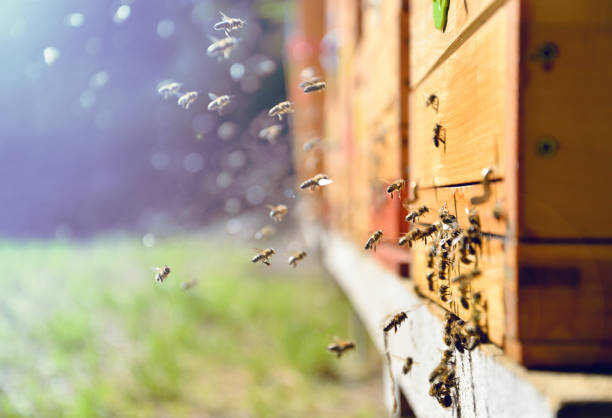 Bees flying around beehive. Beekeeping concept. Close up of flying bees. Wooden beehive and bees. apiary photos stock pictures, royalty-free photos & images