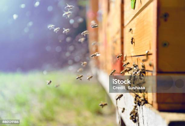 Bees Flying Around Beehive Beekeeping Concept Stock Photo - Download Image Now - Beehive, Bee, Farm