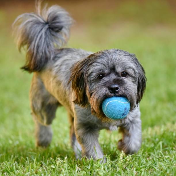 istock Dog with a tennis ball 880139222