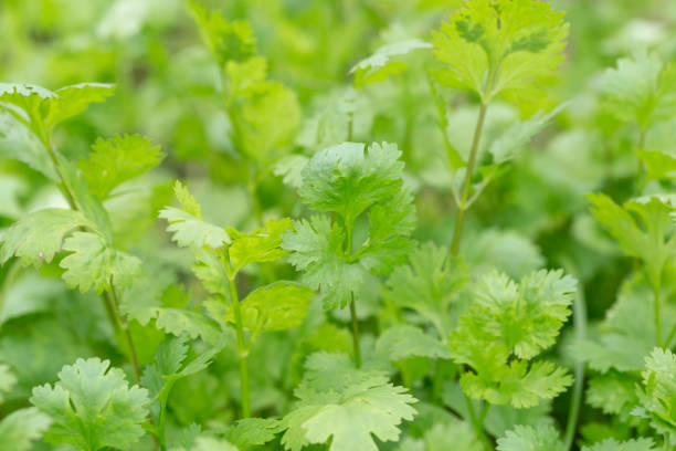 istock Coriander plants growing in the field 880147086