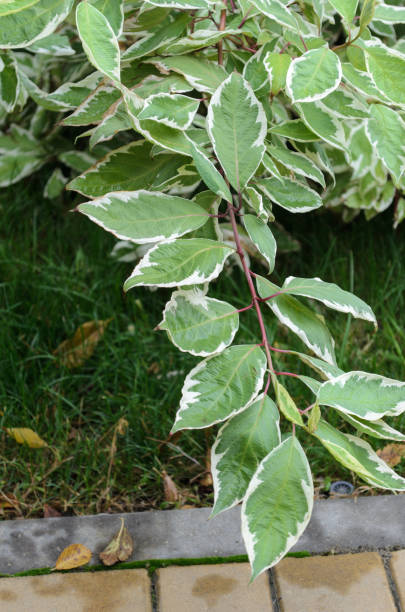 緑のブッシュ枝の葉を緑の草の背景。 - leaf beech leaf green branch ストックフォトと画像
