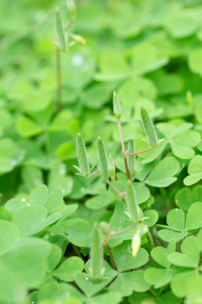 istock Closeup of Clovers 880157112