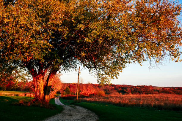 istock Tree and road on farm in Autumn, Indiana. 880169664