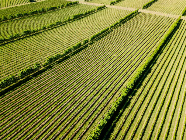 istock An aerial view of vineyards at a winery 880174996