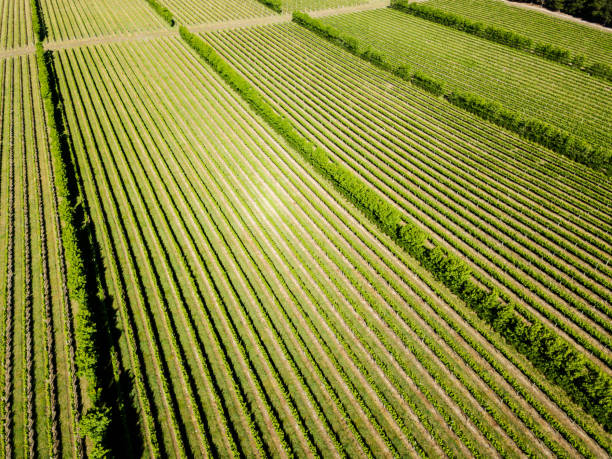 An aerial view of vineyards at a winery
