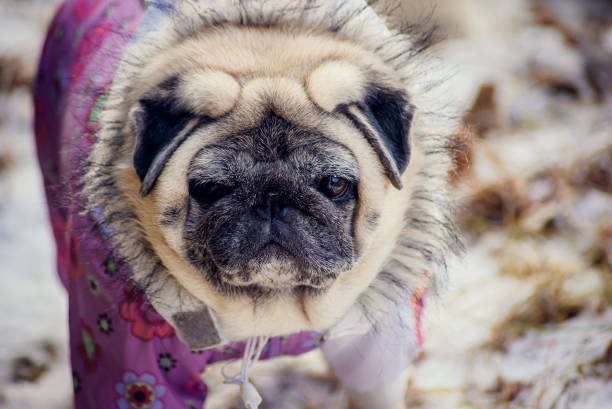 istock dog breed pug for a walk 880179718