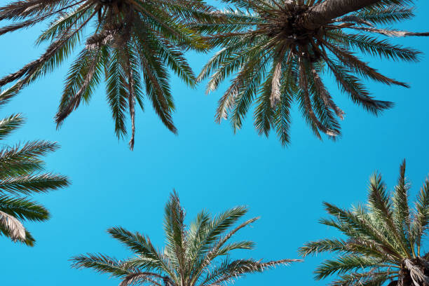 istock Bottom view of high palm trees against the blue sky, copy space for your text 880190038