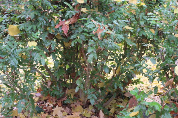 istock 4 Seasons - Autumn Leaves 880197780