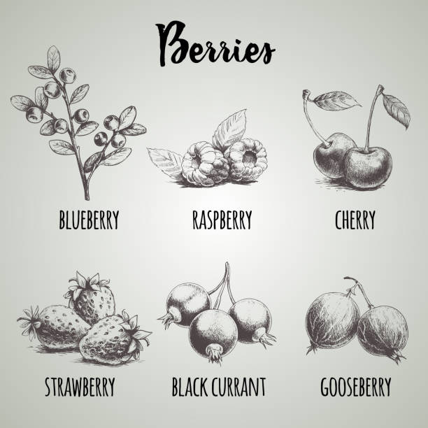 手描きスケッチ スタイルの異なる果実を設定します。ブルーベリーの枝、ラズベリー、チェリー、イチゴの束、黒スグリ、グーズベリー。エコの有機食品。 - currant berry fruit black vector点のイラスト素材／クリップアート素材／マンガ素材／アイコン素材