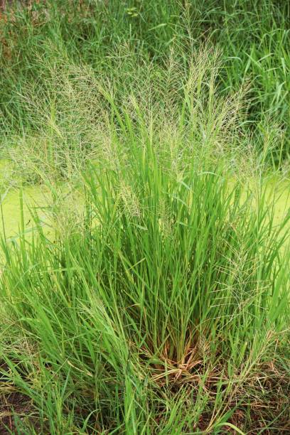 istock green grass in nature garden 880216678
