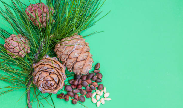 istock Green background, blank cards, labels with the cedar branch with cones, nuts and kernels 880219942