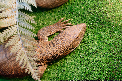 The Cape Monitor Lizard Stock Photo - Download Image Now - Africa, Animal,  Animal Body Part - iStock