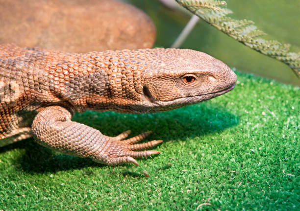 istock The Cape monitor lizard 880226740