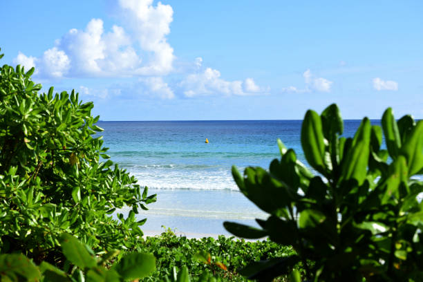 radhnagar beach, w: havelock - pictorially zdjęcia i obrazy z banku zdjęć