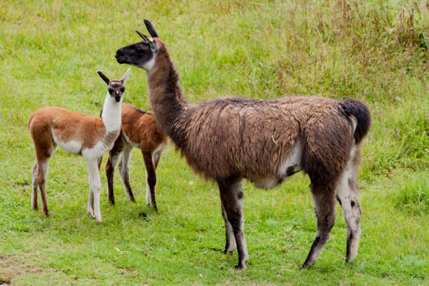 istock Llamas Machu Picchu Inca Ruins Peru 880227042
