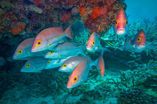 Colourful, Tropical Fish Colourful, Tropical Fish of the Great Barrier Reef great barrier reef marine park stock pictures, royalty-free photos & images