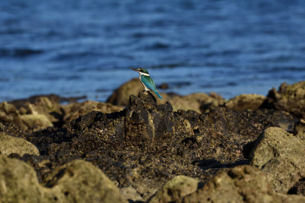 radhnagar beach, w: havelock - pictorially zdjęcia i obrazy z banku zdjęć