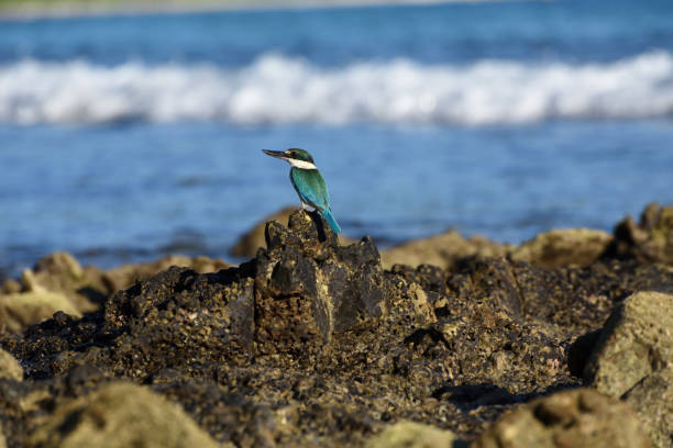 radhnagar beach, w: havelock - pictorially zdjęcia i obrazy z banku zdjęć