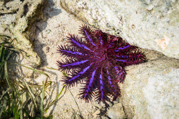 istock The crown-of-thorns starfish (Acanthaster planci) 880236632