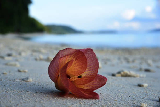 istock Radhnagar Beach, at Havelock 880236852