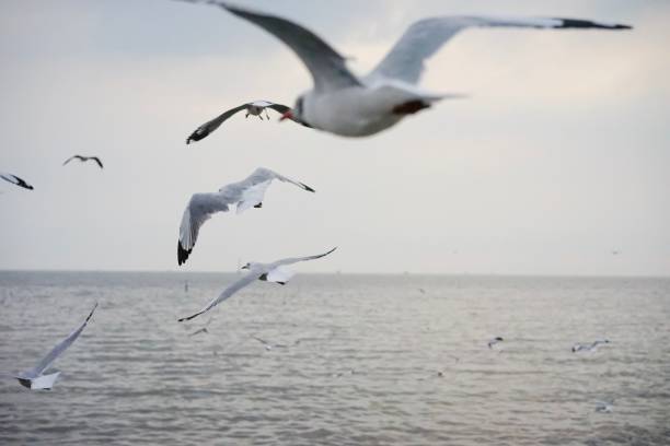 istock Migratory Seagulls birds flying during sunset at Bang Pu Recreation Center, Samutprakarn Thailand 880237020