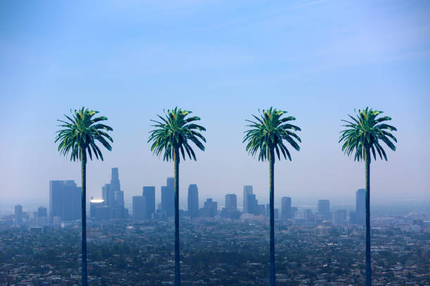 palme skyline di los angeles california - los angeles county city of los angeles palm tree travel destinations foto e immagini stock