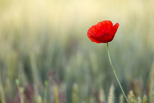 Background with red poppy on a summer meadow