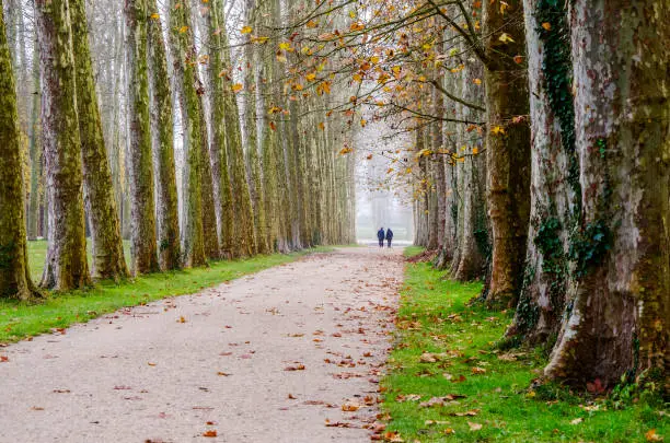 Photo of Misty Autumn morning in Gardens of Palace of Versailles, Parc de Versailles, on the outskirts of Paris - Parc de Versailles