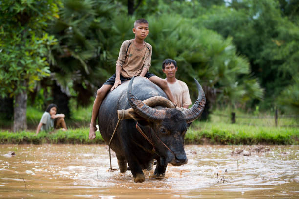 the asian children are  riding a buffalo. - ringside imagens e fotografias de stock