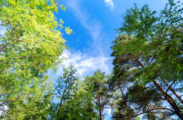 istock Green trees in the summer forest against a blue sky background 880285670