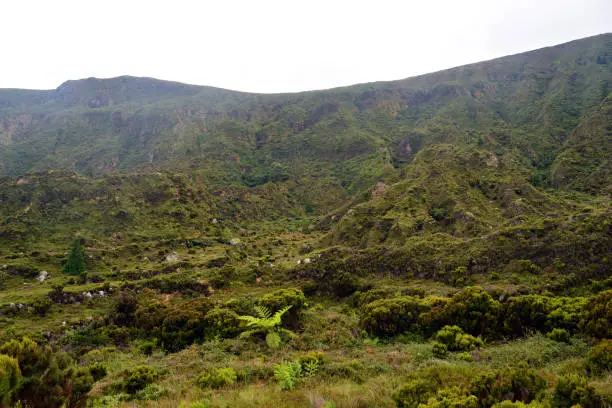 Hiking from Agua de Alto (azores) to the craterlake (Laogo do Fogo) on mountain trails, with typical flowers
