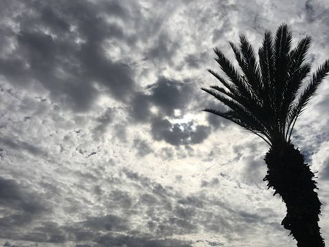 An intense roiling sky with a palm tree in the foreground. Brewing clouds and lots of texture.