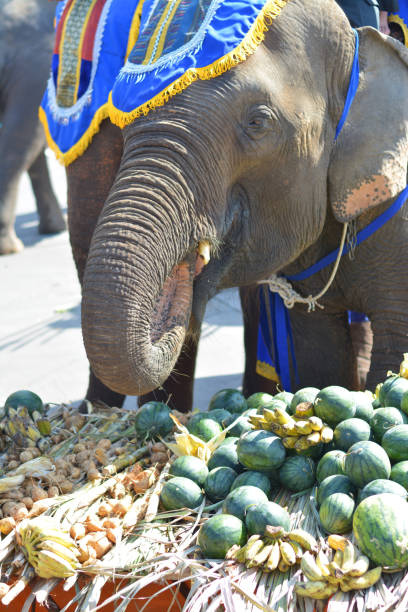 istock Little elephant eating bananas and watermelons. 880290818