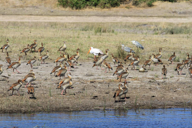 istock Chobe National Park - Botswana - Part 4 880297018