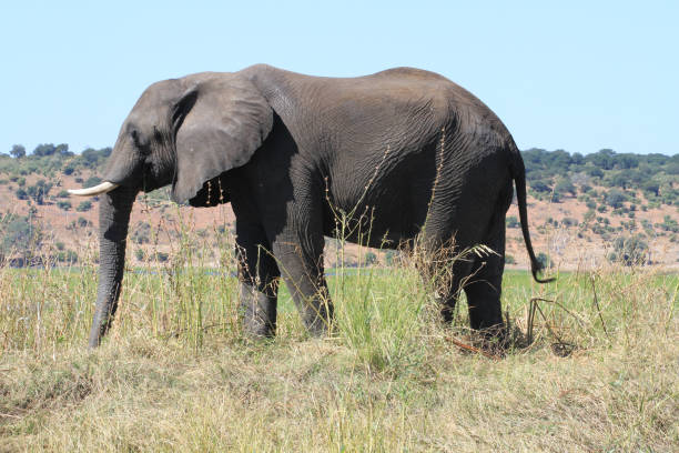 istock Chobe National Park - Botswana - Part 4 880297650