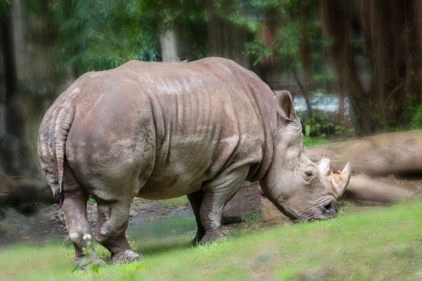 istock Rhinoceros in the zoo 880300562