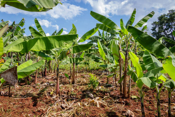 plantación de bananos en uganda - cotton photography cloud plantation fotografías e imágenes de stock