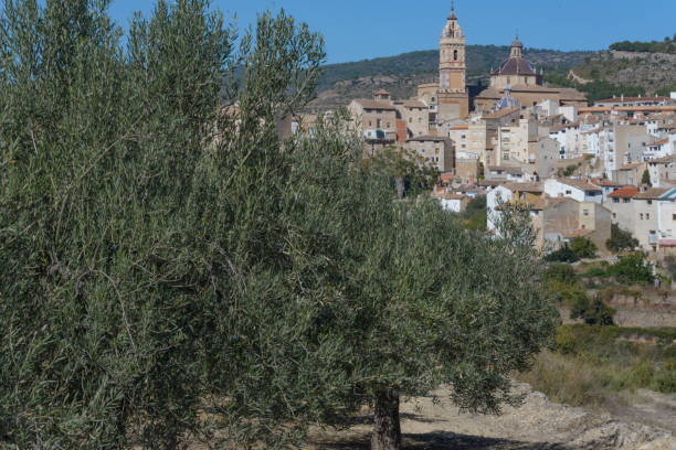 istock Plantation of olive trees. 880311516