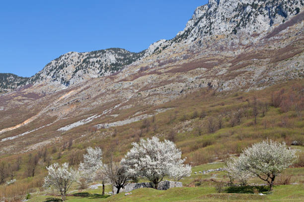 istock Spring trees near the Theth Valley, Albania. 880316212