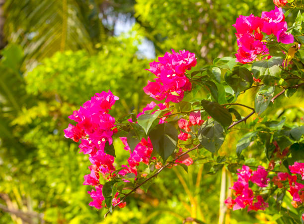 Pink bougainvillea blooms in the garden, soft focus. Pink bougainvillea blooms in the garden, soft focus buganvilia stock pictures, royalty-free photos & images
