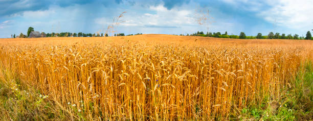 istock Panorama of agricultural landscape 880317184