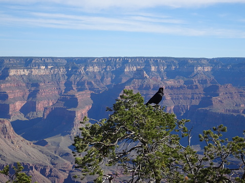 Black raven sitting on tree at Grand Canyon, Arizona, USA