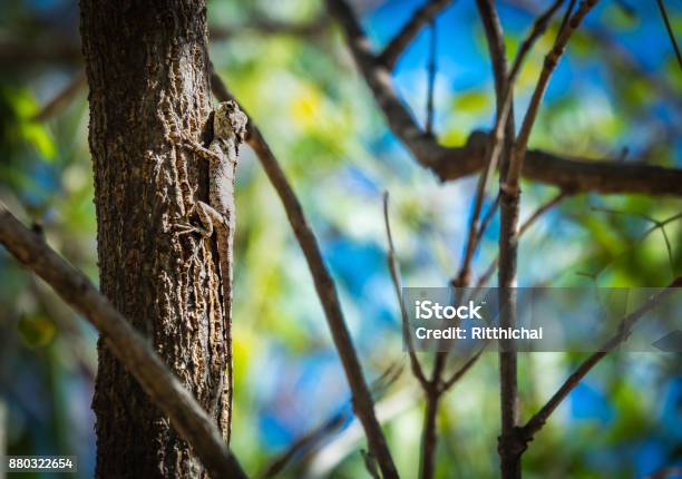 Chameleon Or Lizard On Tree In Light Of Sun Morning And Beautiful Sunshine Stock Photo - Download Image Now