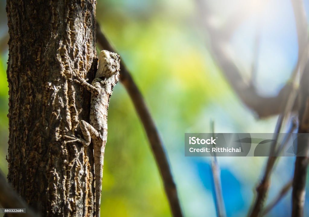 Chameleon or lizard on tree in light of sun morning and beautiful sunshine Animal Stock Photo