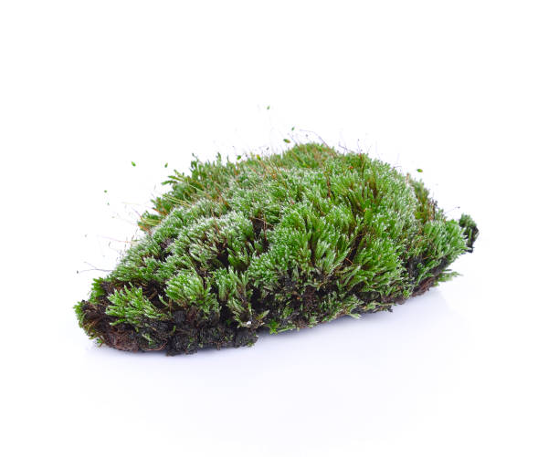 istock Green moss isolated on white bakground 880323146