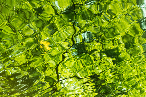 The reflection of green trees and leaves in the water of the lake or the river