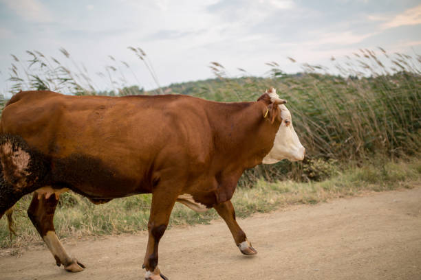 istock Cow in meadow. Nature composition 880328216