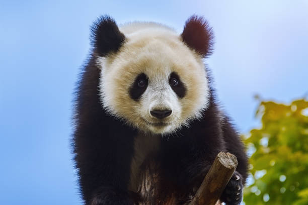 Giant Panda at the Tree - fotografia de stock