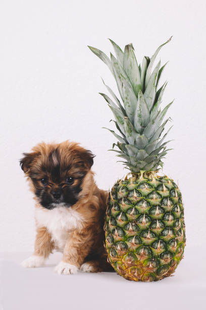 istock Little dog and pineapple 880338434