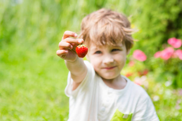 boy holds a strawberry in hands outdoors.